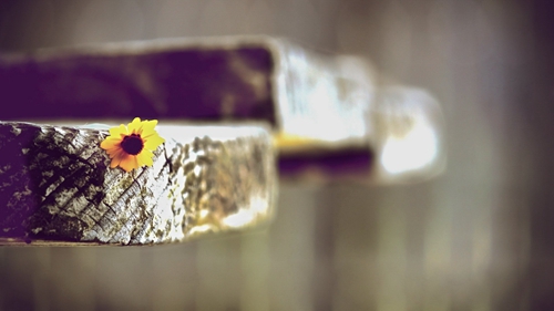 情话甜到酥的句子 情话甜到酥的句子