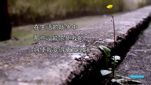 小众的情话短句